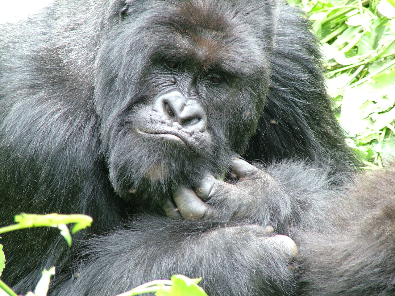 A Day with Mountain Gorillas in the Congo