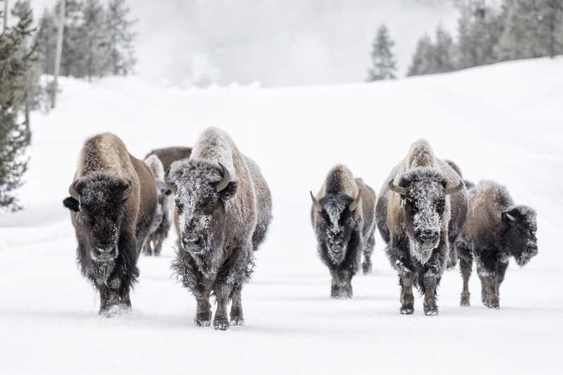 5 of the Best Grand Teton Wildlife Tours