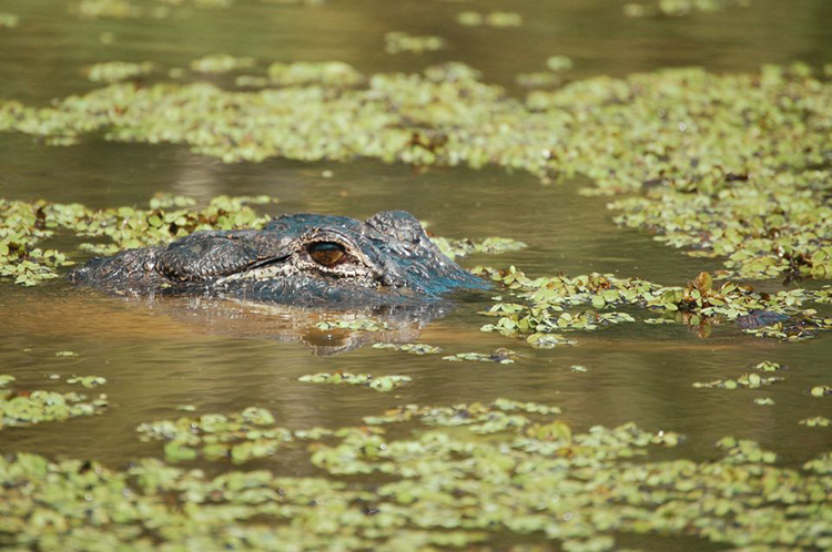 best swamp airboat tour new orleans