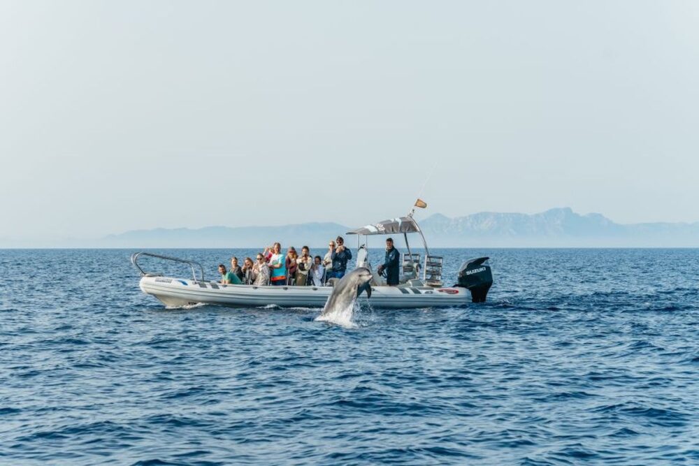 A Comparison of Dolphin Watching Tours in Mallorca